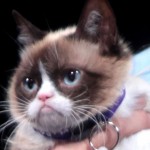 science says you can watch cat videos