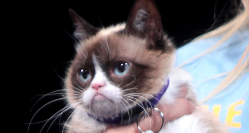 science says you can watch cat videos