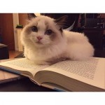 funny-cat-reading-funny-cat-pictures
