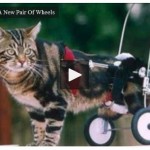 Funny-cat-videos-new-set-of-wheels