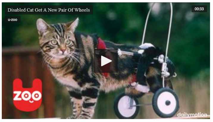 Funny-cat-videos-new-set-of-wheels