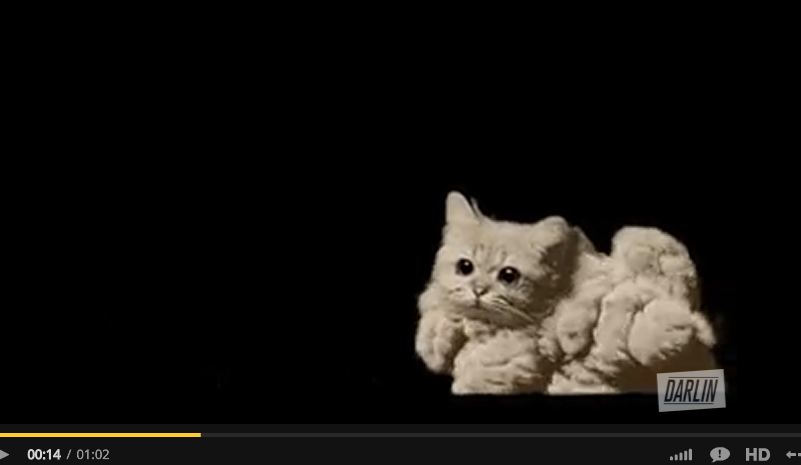 funny-cat-video-up-in-smoke