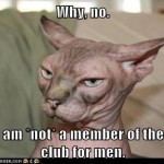 bald-is-beautiful-funny-cat-video