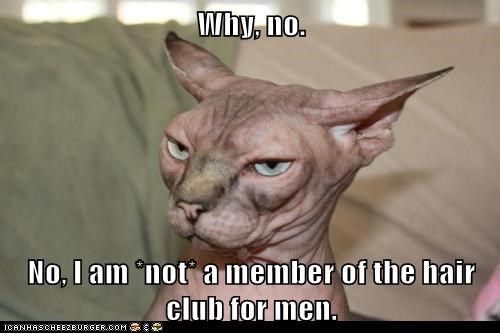 bald-is-beautiful-funny-cat-video