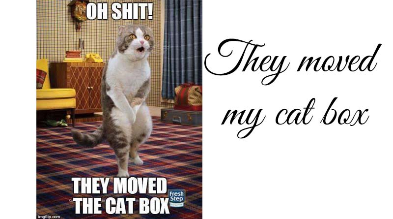 they-moved-the-litter-box
