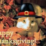 Thanksgiving cat video 2015