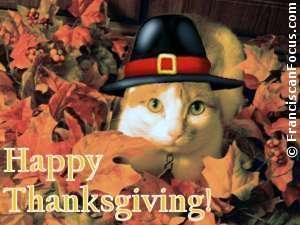 Thanksgiving cat video 2015