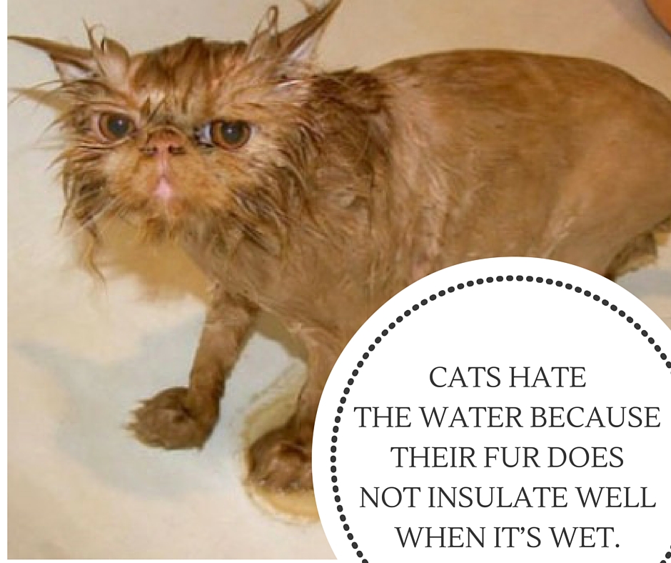 36 Interesting Cat Facts with Pics Random Funny Cat