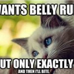 funny cat images with captions