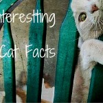 Interesting Cat Facts