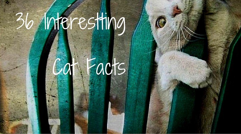 Interesting Cat Facts