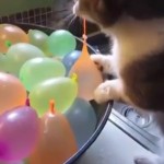 water-balloon-cat