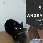 angry-cat-videos