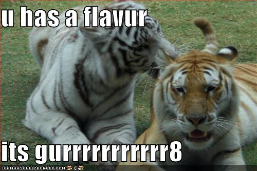 32 Funny Pictures of Tigers - Random Funny Cat