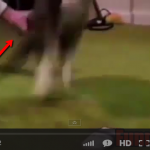 funny-cat-compilation-2015