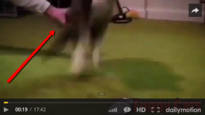 funny cat compilation 2015