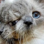 Two Faced Cat Funny Looking Cats