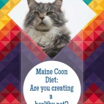 maine-coon-diet
