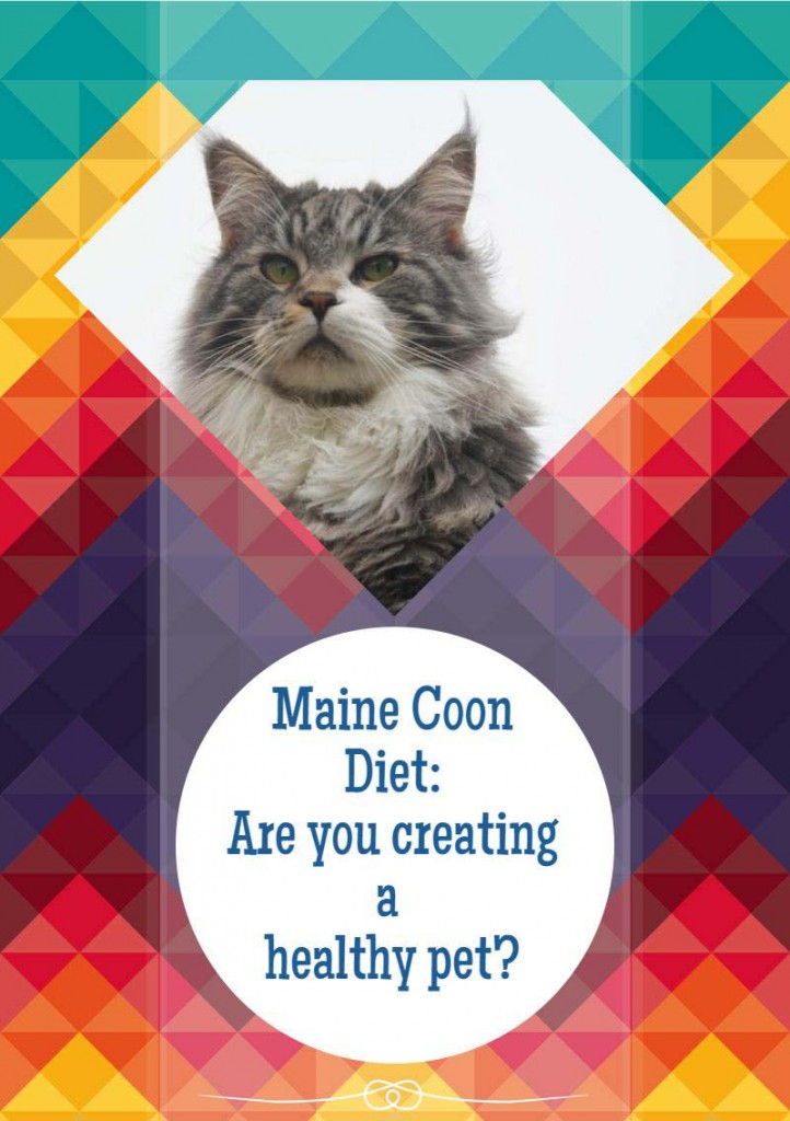 Maine Coon Diet Are you creating a healthy pet? Random Funny Cat