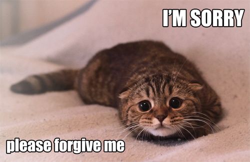 11 Purrfect I'm Sorry Memes - Random Funny Cat